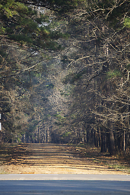 포토 JPG 해외이미지 나무 식물 도로 길 과학 여행 백그라운드 잎 교통시설 자연 추상 풍경 사람없음 야외 빨간색 세로 초록색 뷰티 환경 운전 탐험 성장 시골 황무지 보호 숲 땅 방향 생태계 먼지 장면 서식지 방법 뿌연 삼림지대 생태학 그리너리 해외포토 교육 컬러 교통 컨셉 무늬 모션 시설 파일형식 트랜드컬러 이미지허브