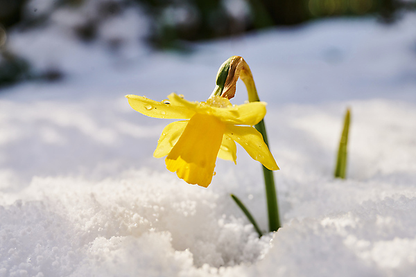 포토 JPG 해외이미지 식물 계절 공원 꽃잎 꽃 백그라운드 잎 겨울 꽃무늬 자연 휴가 부활절 사람없음 야외 초록색 뷰티 노란색 환경 정원 냉동 얼음 봄 추위 성장 벚꽃 흰색 신선 개화 4월 속도 서리 수선화 내추럴 고립 생태학 폭설 눈내림 해외포토 자연요소 공공시설 교육 기념일 컬러 무늬 눈_날씨 날짜 자연재해 생태계 파일형식 이미지허브
