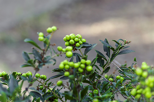 포토 JPG 해외이미지 식물 꽃 음식 꽃다발 백그라운드 잎 태국 자연 그림자 사람없음 초록색 빛 정원 흰색 신선 시장 그늘 허브 내추럴 해외포토 아시아 컬러 생태계 파일형식 이미지허브