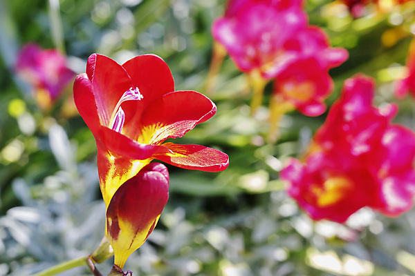 포토 JPG 해외이미지 식물 계절 꽃잎 꽃 백그라운드 꽃무늬 자연 사람없음 야외 아웃포커스 빨간색 햇빛 정원 봄 벚꽃 신선 개화 향기 해외포토 컬러 무늬 촬영기법 태양 생태계 냄새 파일형식 이미지허브