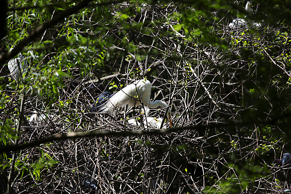포토 JPG 해외이미지 나무 동물 척추동물 야생동물 과학 백그라운드 컨셉 날개 자연 조류 생물 병아리 풍경 사람없음 야외 가로 뷰티 환경 다양 흰색 나뭇가지 관찰 황무지 보호 큼 왜가리 생물학 장면 리빙 내추럴 동물상 생태학 해외포토 식물 교육 컬러 다수 모션 조형물 크기 생태계 파일형식 이미지허브