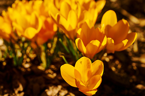 포토 JPG 해외이미지 식물 계절 공원 꽃잎 꽃 꽃다발 백그라운드 잎 겨울 꽃무늬 자연 휴가 부활절 사람없음 야외 초록색 뷰티 노란색 환경 정원 보라색 냉동 봄 추위 성장 벚꽃 신선 개화 4월 다발 속도 서리 내추럴 고립 사프란 생태학 해외포토 공공시설 교육 기념일 컬러 무늬 날짜 향신료 생태계 파일형식 이미지허브