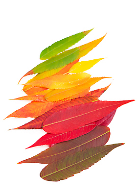 포토 JPG 해외이미지 단풍 낙엽 사람없음 컬러풀 오브젝트 해외포토 컬러 잎 파일형식 이미지허브