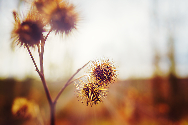 포토 JPG 해외이미지 식물 계절 꽃 줄기 컨셉 날씨 아이디어 건조 건강 사람없음 가로 빛 컬러풀 갈색 침묵 고요 가시 고독 소프트포커스 싱글 부드러움 애도 시들음 엉겅퀴 내추럴 종료 창백 벌거벗은 취급주의 파스텔톤 해외포토 감정 컬러 촬영기법 경고 소리 감각 파일형식 이미지허브