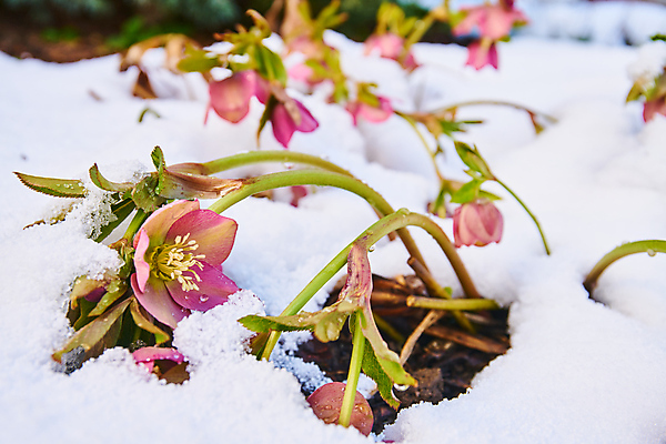 포토 JPG 해외이미지 식물 계절 꽃잎 꽃 분홍색 백그라운드 겨울 꽃무늬 자연 사람없음 야외 장식 뷰티 정원 냉동 봄 성장 벚꽃 흰색 개화 닫기 서리 상록수 내추럴 눈내림 해외포토 컬러 무늬 모션 눈_날씨 생태계 파일형식 이미지허브
