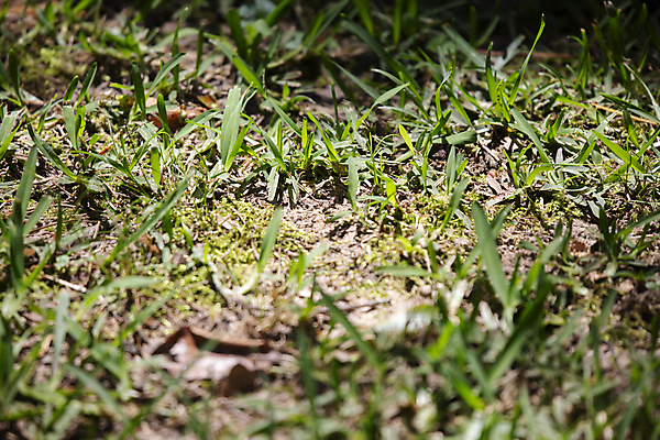 포토 JPG 해외이미지 식물 과학 백그라운드 컨셉 자연 생물 사람없음 야외 가로 초록색 뷰티 환경 흙 다양 성장 신선 칼날 보호 땅 자르기 생물학 먼지 장면 지역 리빙 내추럴 광합성 땅바닥 벌거벗은 생태학 그리너리 해외포토 교육 컬러 다수 모션 바닥 생태계 파일형식 트랜드컬러 이미지허브