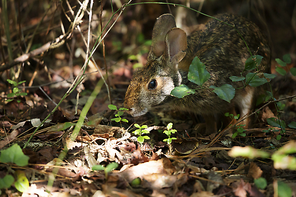 포토 JPG 해외이미지 주간 한마리 야생동물 낙엽 사람없음 야외 햇빛 토끼 소프트포커스 찾기 해외포토 자연요소 동물 1 잎 포유류 모션 촬영기법 반려동물 태양 파일형식 이미지허브