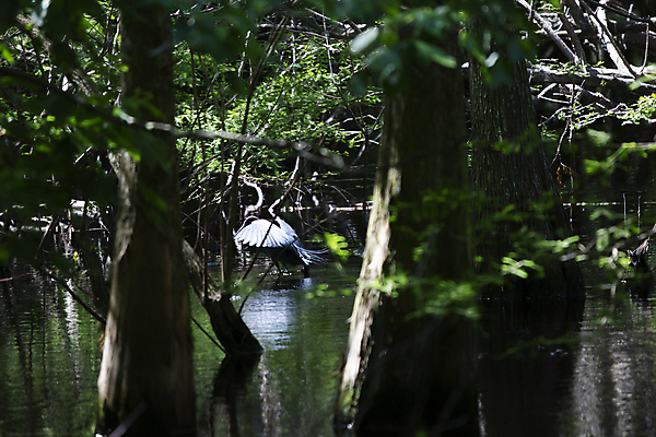 포토 JPG 해외이미지 동물 척추동물 야생동물 과학 백그라운드 날개 자연 조류 생물 풍경 사람없음 야외 가로 초록색 물 파란색 뷰티 머리 환경 다양 황무지 보호 왜가리 깃털 생물학 장면 새장 이륙 리빙 내추럴 동물상 생태학 그리너리 해외포토 자연요소 교육 컬러 다수 컨셉 신체부위 조형물 생태계 케이지 파일형식 트랜드컬러 이미지허브