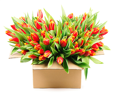 포토 JPG 해외이미지 여러송이 잎 봄꽃 실내 사람없음 튤립 종이상자 흰배경 해외포토 식물 꽃 다수 백그라운드 내부 상자 봄 흰색 파일형식 이미지허브