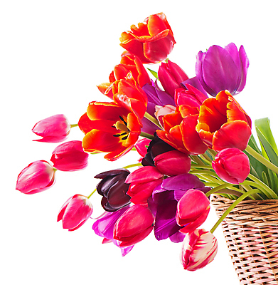 포토 JPG 해외이미지 여러송이 잎 봄꽃 실내 사람없음 튤립 흰배경 꽃바구니 해외포토 식물 꽃 다수 백그라운드 내부 바구니 봄 흰색 파일형식 이미지허브