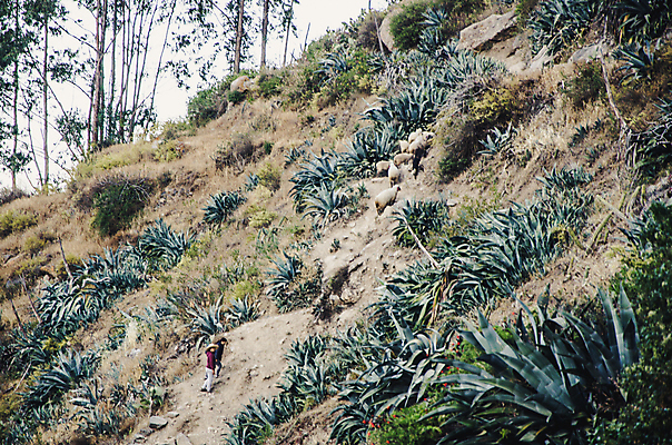 포토 JPG 해외이미지 여자 길 어린이 스포츠 여행 배낭 가족 자연 놀이 엄마 산 안테나 건강 사람 풍경 소년 성인 사람없음 야외 여름 트래킹 하이킹 육아 쌍 오솔길 고도 언덕 산등성이 오르기 노력 암초 산악가 하이커 해외포토 계절 남자 가방 통신 관계 모션 레저 생태계 파일형식 이미지허브