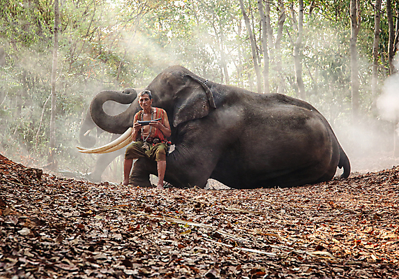 포토 JPG 해외이미지 나무 동물 전통 라이프스타일 실루엣 아시아 종교 문화 야생동물 여행 밭 농업 포유류 태국 자연 아침 코끼리 그림자 한명 사람 동양인 풍경 여름 농장 마을 일출 환경 일몰 시골 농부 숲 신성 상아 북쪽 전국 해외포토 주간 식물 직업 1 계절 나라 산업 촬영기법 인종 생활 노을 방향 생태계 파일형식 이미지허브
