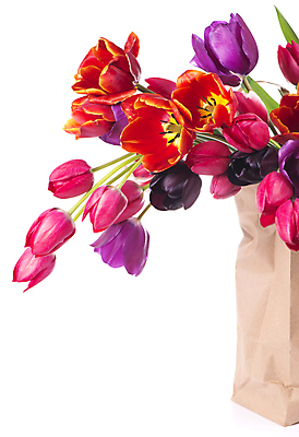 포토 JPG 해외이미지 여러송이 봄꽃 실내 사람없음 종이봉투 쇼핑백 튤립 흰배경 해외포토 꽃 다수 백그라운드 가방 봉투 내부 봄 흰색 파일형식 이미지허브