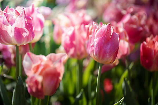 포토 JPG 해외이미지 식물 계절 공원 꽃잎 꽃 줄기 분홍색 꽃다발 백그라운드 잎 꽃무늬 밭 자연 사람없음 빨간색 초록색 여름 파란색 빛 컬러풀 햇빛 태양 노란색 정원 맑음 봄 활발 들꽃 튤립 벚꽃 광선 흰색 시골 신선 개화 우아함 내추럴 고립 해외포토 자연요소 공공시설 컬러 컨셉 무늬 농업 날씨 생태계 파일형식 이미지허브