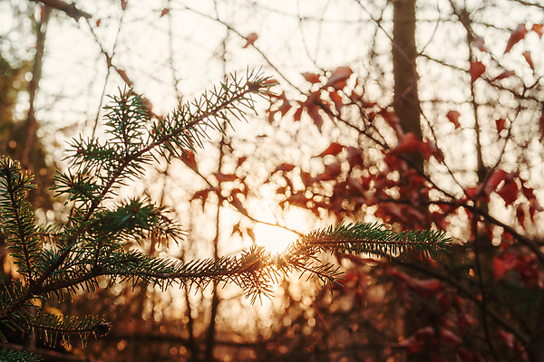 포토 JPG 해외이미지 나무 계절 공원 길 지구 잎 겨울 오렌지 자연 엄마 아침 불 이야기 사람없음 야외 빨간색 초록색 물 컬러풀 태양 노란색 평화 환경 보라색 광선 시골 숲 12월 11월 속도 에코 장면 대머리 마법 사이클링 바둑 10월 해외포토 주간 자연요소 식물 헤어스타일 공공시설 컬러 컨셉 과일 가족 놀이 날짜 육상스포츠 생태계 파일형식 이미지허브