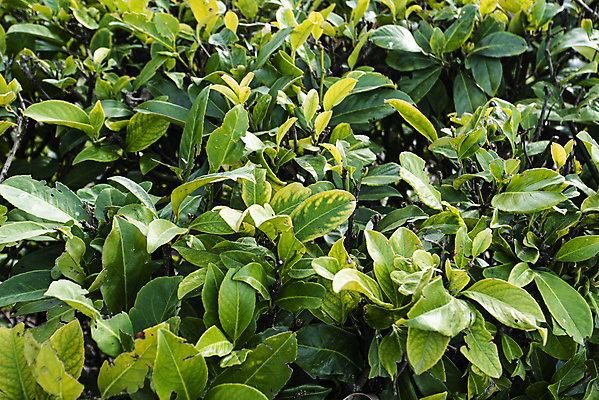 포토 JPG 해외이미지 나무 식물 공원 꽃 벽 백그라운드 잎 꽃무늬 패턴 밭 자연 벽지 추상 사람없음 야외 장식 초록색 여름 울타리 환경 정원 봄 성장 시골 신선 거친 닫기 보호 파편 덩굴 허브 질감 아이비 내추럴 땅바닥 생태학 해외포토 계절 공공시설 교육 컬러 컨셉 무늬 농업 모션 바닥 담장 생태계 파일형식 이미지허브