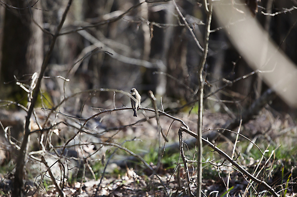 포토 JPG 해외이미지 동물 척추동물 응시 야생동물 과학 날개 자연 조류 생물 풍경 사람없음 야외 가로 뷰티 환경 다양 성장 나뭇가지 황무지 보호 작음 깃털 생물학 장면 동쪽 리빙 내추럴 동물상 벌거벗은 생태학 해외포토 나무 시선 교육 다수 컨셉 조형물 크기 방향 생태계 파일형식 이미지허브