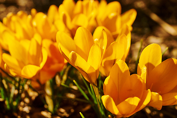 포토 JPG 해외이미지 식물 계절 공원 꽃잎 꽃 꽃다발 백그라운드 잎 겨울 꽃무늬 자연 휴가 부활절 사람없음 야외 초록색 뷰티 노란색 환경 정원 보라색 냉동 봄 추위 성장 벚꽃 신선 개화 4월 다발 속도 서리 내추럴 고립 사프란 생태학 해외포토 공공시설 교육 기념일 컬러 무늬 날짜 향신료 생태계 파일형식 이미지허브