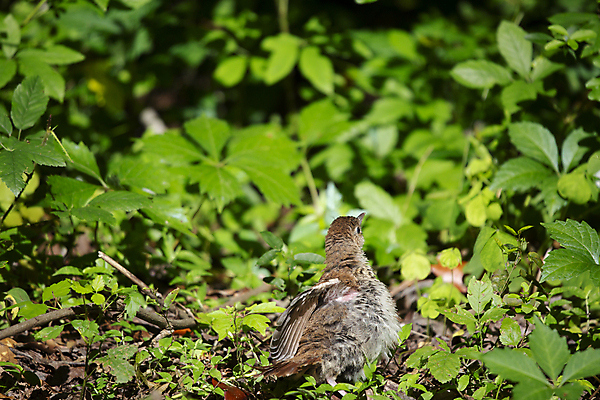 포토 JPG 해외이미지 동물 척추동물 야생동물 과학 백그라운드 날개 청소년 자연 조류 생물 풍경 사람없음 야외 가로 초록색 뷰티 갈색 환경 다양 황무지 보호 깃털 생태계 생물학 장면 리빙 내추럴 동물상 땅바닥 생태학 그리너리 해외포토 교육 컬러 다수 컨셉 바닥 사람 조형물 파일형식 트랜드컬러 이미지허브