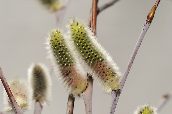 포토 JPG 해외이미지 나무 자연 사람없음 새싹 봄 개화 버드나무 해외포토 식물 계절 꽃 생태계 파일형식 이미지허브