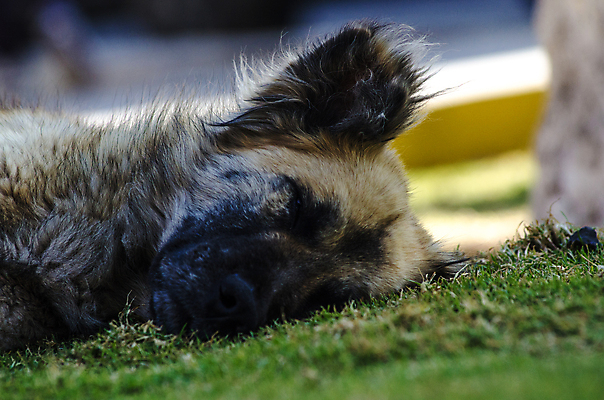 포토 JPG 해외이미지 동물 공원 백그라운드 잎 밭 태국 자연 휴식 피곤 경비 잔디 성인 사람없음 야외 빨간색 초록색 반려동물 햇빛 갈색 정원 맑음 검은색 봄 흰색 시골 잠 개 강아지 송곳니 거짓말 기르기 동물상 옛날 카피스페이스 해외포토 식물 계절 공공시설 아시아 컬러 컨셉 농업 포유류 날씨 안전 사람 태양 조형물 공백 치아 보호 생태계 돌봄 파일형식 이미지허브
