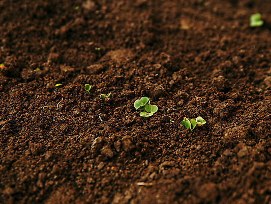 포토 JPG 해외이미지 식물 계절 음식 잎 자연 새로움 건강 사람없음 야외 초록색 갈색 새싹 흙 봄 성장 신선 작음 시작 먼지 내추럴 채소밭 땅바닥 모종 생태학 총각무 해외포토 교육 컬러 컨셉 밭 바닥 크기 무 생태계 파일형식 이미지허브