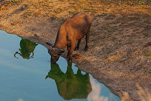 포토 JPG 해외이미지 동물 공원 여자 야생동물 여행 포유류 아프리카 자연 초식동물 뿔 사람없음 야외 환경 검은색 황무지 소 보호 군중 위험 큼 망토 사파리 생태계 5 서식지 남쪽 내추럴 공격적 보호구역 사바나 생태학 전국 반추동물 해외포토 공공시설 교육 나라 컬러 컨셉 사람 숫자 크기 방향 구역 파일형식 이미지허브