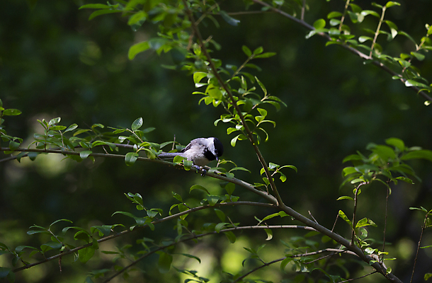 포토 JPG 해외이미지 동물 척추동물 야생동물 과학 백그라운드 잎 날개 자연 조류 생물 풍경 사람없음 야외 가로 초록색 환경 다양 성장 나뭇가지 황무지 보호 작음 관목 깃털 생물학 장면 리빙 내추럴 동물상 생태학 그리너리 해외포토 나무 식물 교육 컬러 다수 컨셉 조형물 크기 생태계 파일형식 트랜드컬러 이미지허브