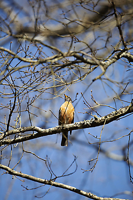 포토 JPG 해외이미지 나무 동물 척추동물 응시 야생동물 과학 백그라운드 날개 자연 조류 하늘 날씨 생물 앉기 풍경 사람없음 야외 세로 환경 다양 나뭇가지 행운 황무지 보호 작음 깃털 생물학 장면 리빙 내추럴 동물상 사방 생태학 해외포토 식물 시선 교육 다수 컨셉 모션 조형물 크기 생태계 파일형식 이미지허브