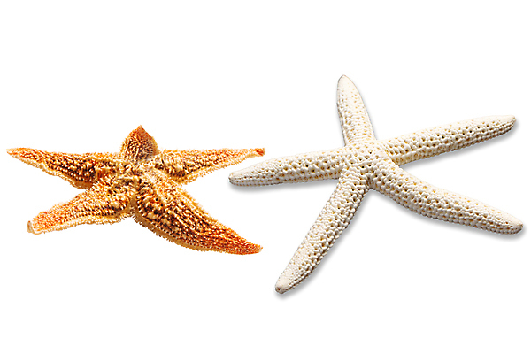 포토 JPG 해외이미지 모양 동물 1 별 클리핑패스 바다 여행 백그라운드 자연 조개 불가사리 연체동물 어류 사람없음 여름 수중 껍질 흰색 산호 오브젝트 싱글 생물학 암초 수족관 고립 이국적 해외포토 자연요소 계절 교육 컬러 어패류 극피동물 무척추동물 수중동물 자포동물 생태계 파일형식 이미지허브