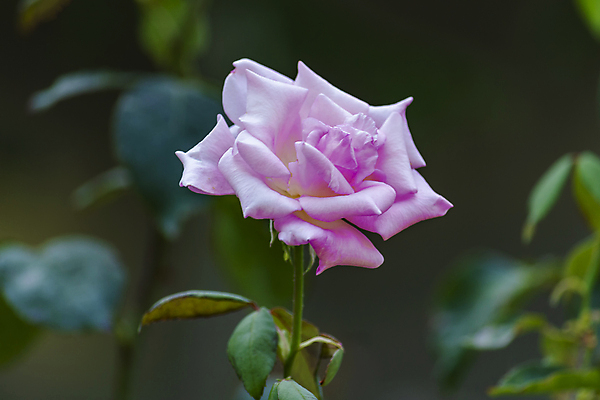 포토 JPG 해외이미지 식물 디자인 기념일 꽃잎 꽃 분홍색 꽃다발 백그라운드 꽃무늬 자연 벽지 검은배경 발렌타인데이 선물 사랑 사람없음 빨간색 초록색 컬러풀 장미 보라색 검은색 어둠 봄 벚꽃 축하 인사 신선 신용카드 개화 다발 싱글 질감 아로마 내추럴 고립 해외포토 계절 감정 컬러 컨셉 무늬 데이이벤트 이벤트 금융 예절 생태계 파일형식 이미지허브