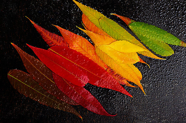 포토 JPG 해외이미지 단풍 낙엽 근접촬영 사람없음 컬러풀 오브젝트 해외포토 뷰포인트 컬러 잎 파일형식 이미지허브