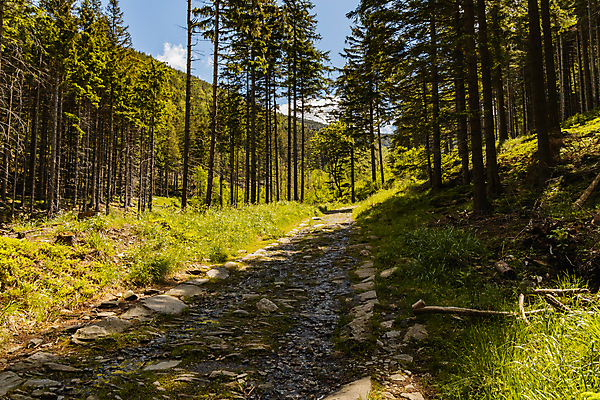 포토 JPG 해외이미지 나무 계절 공원 유럽 도로 길 여행 잎 자국 자연 산 풍경 사람없음 야외 목재 초록색 여름 빛 환경 산책 나뭇가지 숲 오솔길 체코 거인 폴란드 내추럴 해외포토 식물 공공시설 나라 컬러 재료 교통시설 휴식 생태계 파일형식 이미지허브