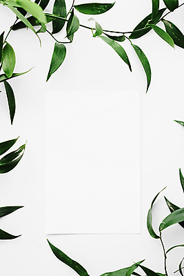 포토 JPG 해외이미지 종이 잎 프레임 사람없음 흰배경 카피스페이스 보테니컬아트 해외포토 식물 백그라운드 공백 흰색 파일형식 이미지허브