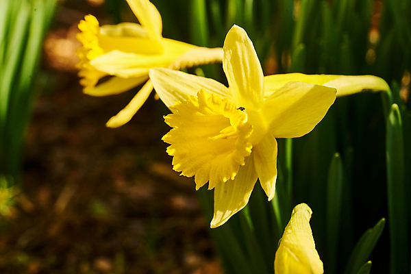 포토 JPG 해외이미지 식물 계절 공원 꽃잎 꽃 백그라운드 잎 겨울 꽃무늬 자연 휴가 부활절 사람없음 야외 초록색 뷰티 노란색 환경 정원 냉동 얼음 봄 추위 성장 벚꽃 흰색 신선 개화 4월 속도 서리 수선화 내추럴 고립 생태학 폭설 눈내림 해외포토 자연요소 공공시설 교육 기념일 컬러 무늬 눈_날씨 날짜 자연재해 생태계 파일형식 이미지허브
