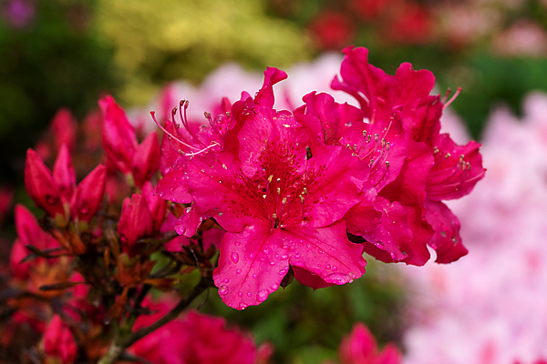포토 JPG 해외이미지 식물 계절 공원 꽃잎 꽃 잎 꽃무늬 자연 사람없음 야외 빨간색 뷰티 환경 정원 봄 성장 벚꽃 신선 개화 닫기 진달래 관목 생태계 원예 화단 내추럴 영원 해외포토 나무 공공시설 컬러 무늬 모션 취미 파일형식 이미지허브