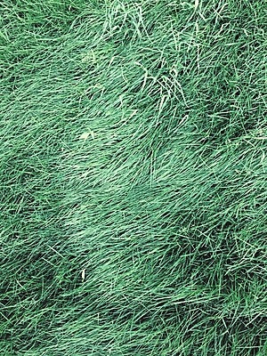 포토 JPG 해외이미지 계절 백그라운드 밭 자연 잔디 사람없음 초록색 환경 신선 질감 내추럴 생태학 해외포토 식물 교육 컬러 농업 생태계 파일형식 이미지허브