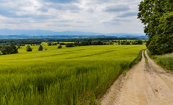 포토 JPG 해외이미지 식물 계절 꽃 유럽 길 밭 농업 자국 자연 하늘 산 사람없음 야외 초록색 파란색 뷰티 농장 환경 성장 시골 신선 낟알 밀 폴란드 해외포토 나라 산업 컬러 곡류 생태계 파일형식 이미지허브