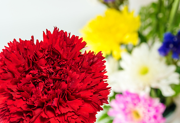 포토 JPG 해외이미지 식물 꽃잎 꽃 분홍색 꽃다발 백그라운드 잎 꽃무늬 패턴 국화 사람없음 장식 빨간색 초록색 컬러풀 뷰티 노란색 벚꽃 흰색 신선 카네이션 내추럴 멀티 해외포토 컬러 무늬 파일형식 이미지허브