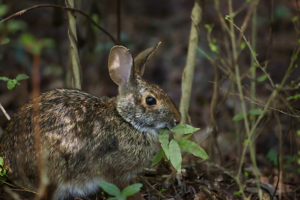 포토 JPG 해외이미지 주간 한마리 야생동물 잎 사람없음 야외 아웃포커스 토끼 풀 먹기 해외포토 자연요소 식물 동물 1 포유류 모션 촬영기법 반려동물 파일형식 이미지허브