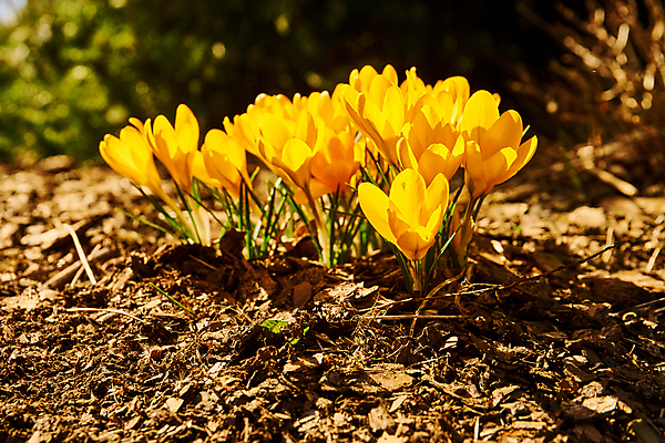 포토 JPG 해외이미지 식물 계절 공원 꽃잎 꽃 꽃다발 백그라운드 잎 겨울 꽃무늬 자연 휴가 부활절 사람없음 야외 초록색 뷰티 노란색 환경 정원 보라색 냉동 봄 추위 성장 벚꽃 신선 개화 4월 다발 속도 서리 내추럴 고립 사프란 생태학 해외포토 공공시설 교육 기념일 컬러 무늬 날짜 향신료 생태계 파일형식 이미지허브