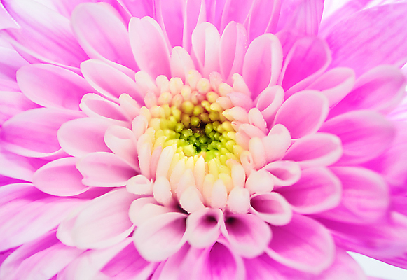 포토 JPG 해외이미지 식물 꽃잎 꽃 분홍색 백그라운드 꽃무늬 자연 국화 사람없음 뷰티 노란색 봄 활발 벚꽃 흰색 신선 닫기 부드러움 내추럴 해외포토 계절 컬러 컨셉 무늬 모션 감각 생태계 파일형식 이미지허브