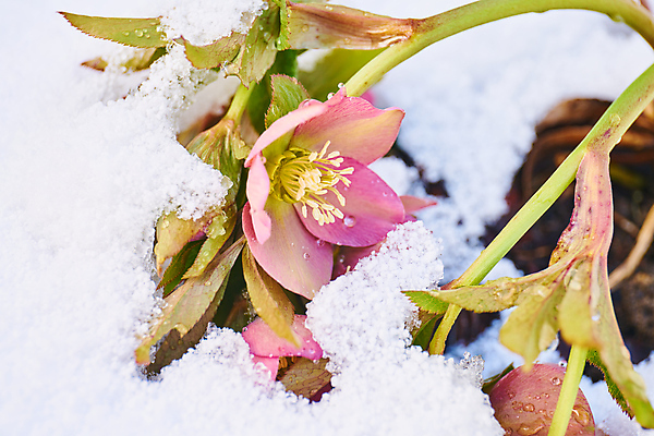 포토 JPG 해외이미지 식물 계절 꽃잎 꽃 분홍색 백그라운드 겨울 꽃무늬 자연 사람없음 야외 장식 뷰티 정원 냉동 봄 성장 벚꽃 흰색 개화 닫기 서리 상록수 내추럴 눈내림 해외포토 컬러 무늬 모션 눈_날씨 생태계 파일형식 이미지허브