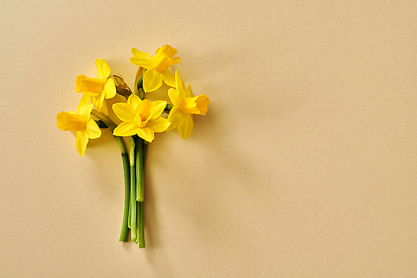 포토 JPG 해외이미지 식물 계절 꽃 종이 줄기 꽃다발 백그라운드 컨셉 자연 부활절 사람없음 초록색 노란색 봄 벚꽃 신선 다발 생태계 원예 심플 수선화 카피스페이스 어머니의날 해외포토 기념일 컬러 취미 공백 미국문화 파일형식 이미지허브