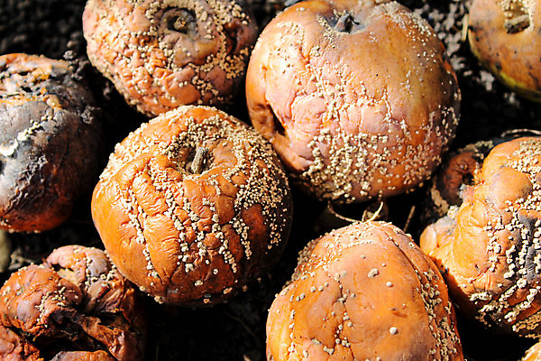 포토 JPG 해외이미지 나무 식물 계절 음식 백그라운드 잎 농업 과일 자연 사람없음 빨간색 초록색 농장 갈색 노란색 정원 손상 수확 가을 흰색 사과 유기농 내추럴 나쁜 곰팡이 땅바닥 숙성 썩음 옛날 해로움 해외포토 웰빙 산업 컬러 컨셉 바닥 생태계 파일형식 이미지허브