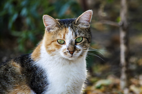 포토 JPG 해외이미지 동물 1 응시 얼굴 포즈 백그라운드 오렌지 포유류 자연 털 실내 사람없음 야외 빨간색 반려동물 컬러풀 갈색 카메라 귀여움 고양이 줄무늬 흰색 닫기 작음 모피 부드러움 얼룩무늬 솜털 노숙자 해외포토 시선 컬러 컨셉 무늬 과일 모션 내부 신체부위 전자제품 감각 크기 생태계 파일형식 이미지허브