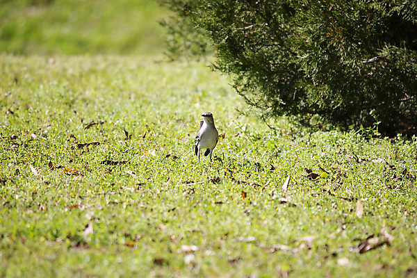 포토 JPG 해외이미지 동물 척추동물 응시 야생동물 과학 날개 자연 조류 생물 풍경 잔디 사람없음 야외 가로 초록색 파란색 환경 검은색 회색 다양 성장 보호 깃털 생물학 장면 북쪽 리빙 내추럴 동물상 땅바닥 사방 생태학 그리너리 해외포토 식물 시선 교육 컬러 다수 컨셉 바닥 조형물 방향 생태계 파일형식 트랜드컬러 이미지허브