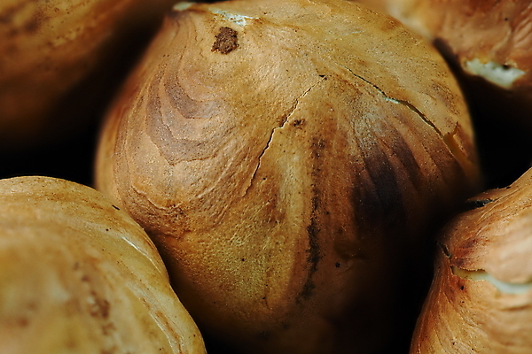 포토 JPG 해외이미지 재료 실내 사람없음 개암나무 헤이즐넛 개암 해외포토 나무 열매 내부 견과류 파일형식 이미지허브