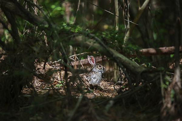 포토 JPG 해외이미지 주간 한마리 사람없음 야외 햇빛 토끼 덩굴 소프트포커스 숲속 해외포토 자연요소 식물 1 포유류 촬영기법 반려동물 태양 숲 파일형식 이미지허브