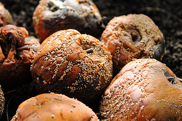 포토 JPG 해외이미지 나무 식물 계절 음식 백그라운드 잎 농업 과일 자연 사람없음 빨간색 초록색 농장 갈색 노란색 정원 손상 수확 흰색 사과 유기농 내추럴 나쁜 곰팡이 땅바닥 숙성 썩음 옛날 해로움 해외포토 웰빙 산업 컬러 컨셉 바닥 생태계 파일형식 이미지허브